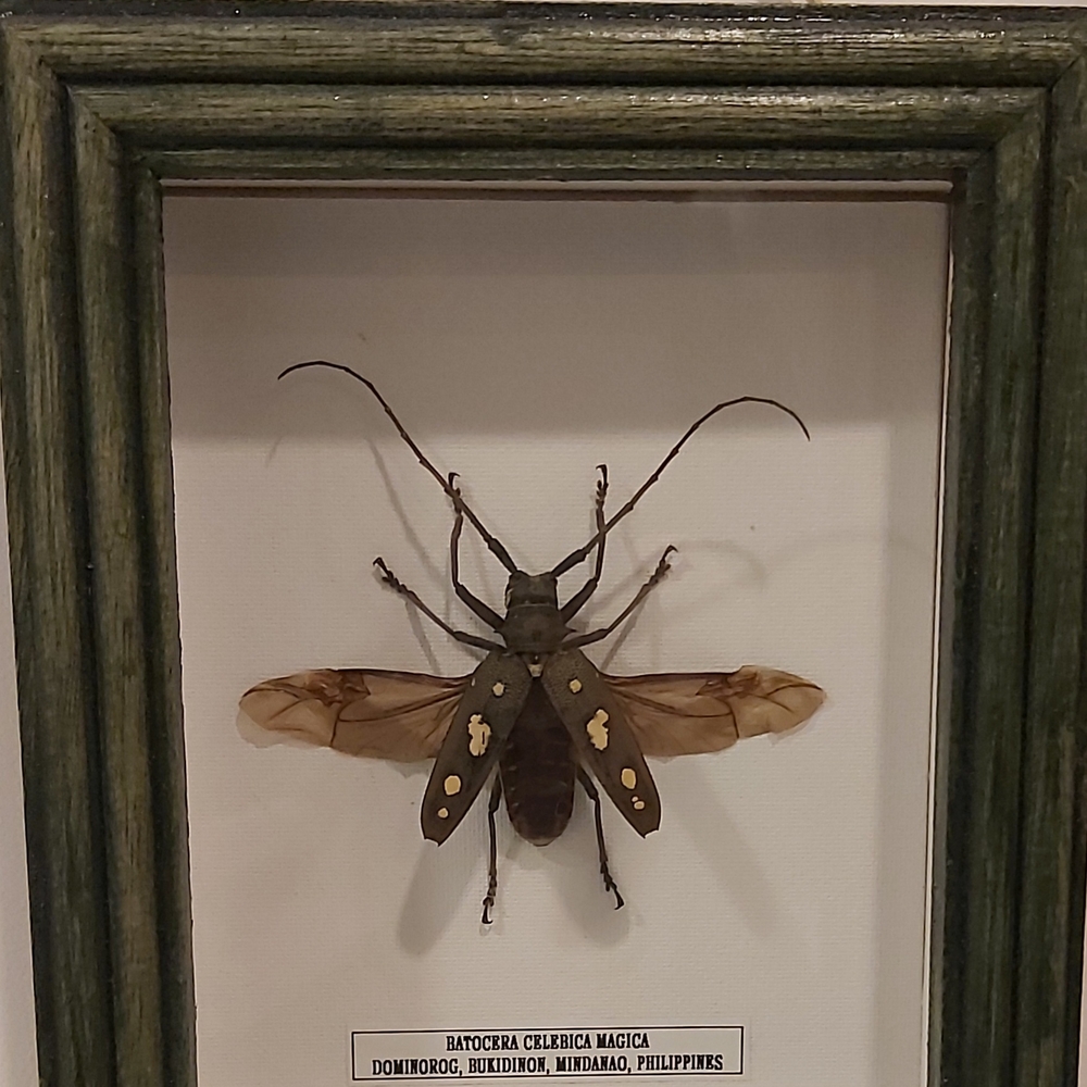 Framed Insect Art with Green Frame